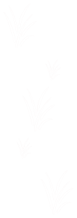 Laser - FLORA