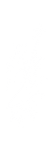 Laser - RHIN